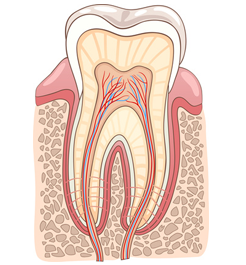 Endodontie